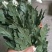 菊花专卖