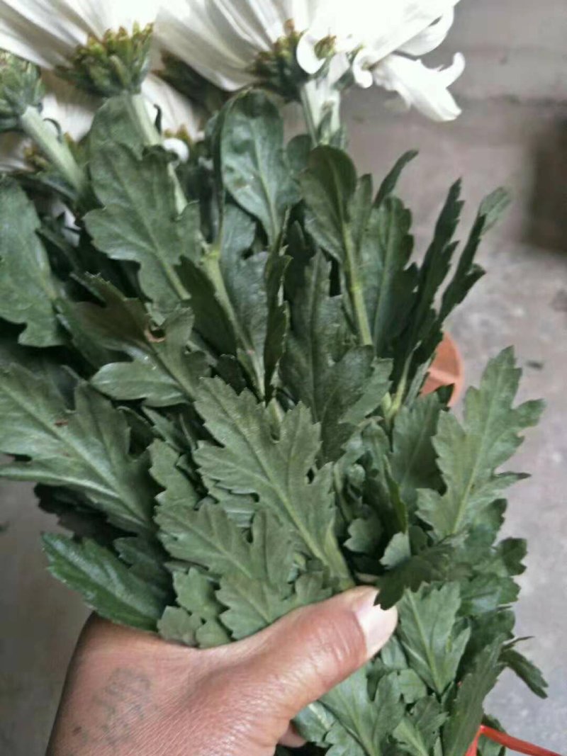 菊花专卖