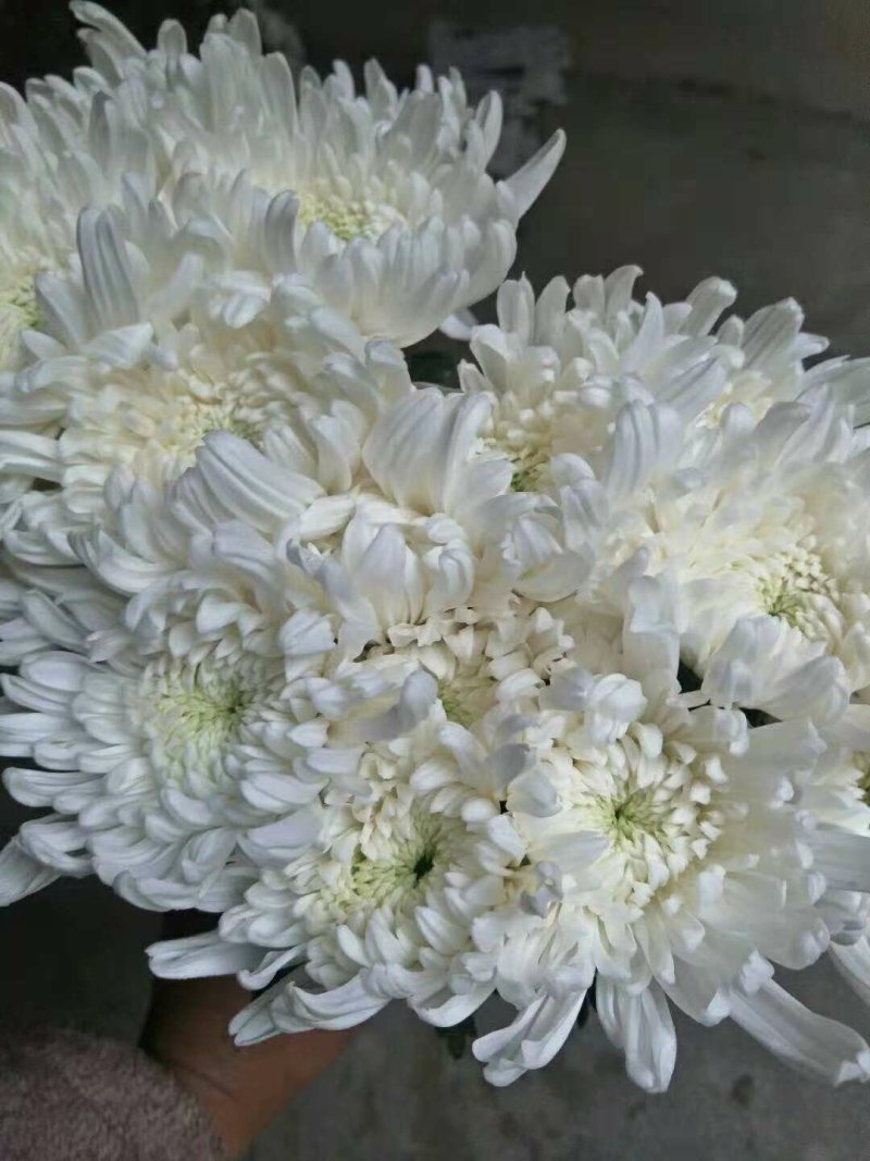 菊花专卖