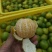 皇帝柑29.9九斤
