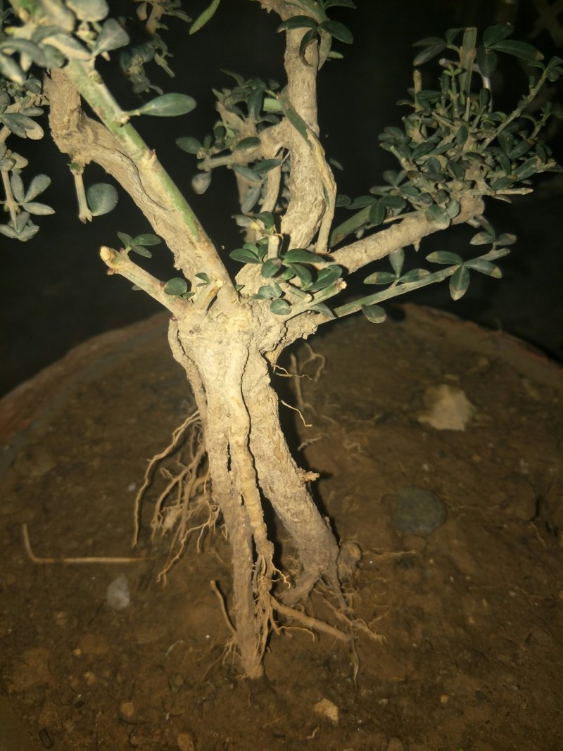甘肃武都:甘小迎春迎春花