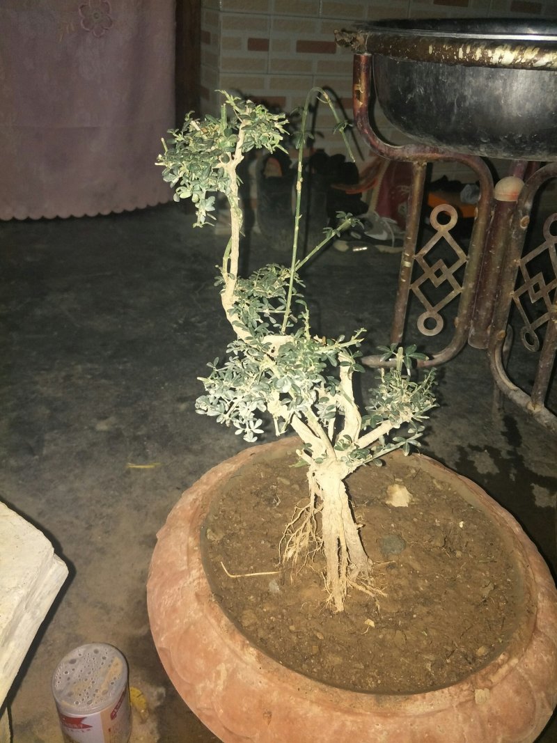 甘肃武都:甘小迎春迎春花