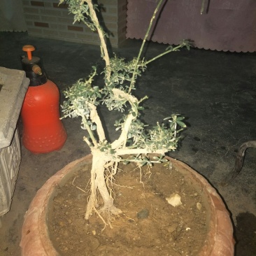 甘肃武都:甘小迎春迎春花