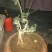 甘肃武都:甘小迎春迎春花