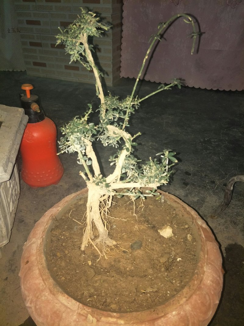 甘肃武都:甘小迎春迎春花