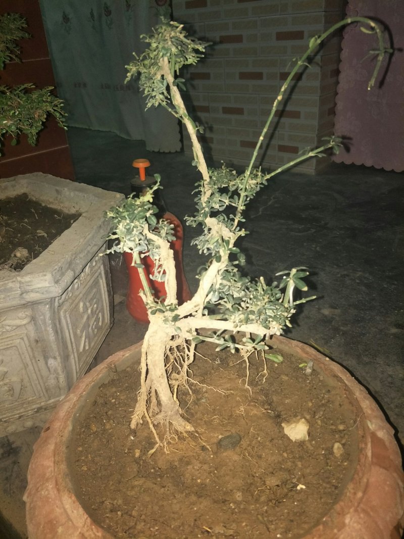 甘肃武都:甘小迎春迎春花