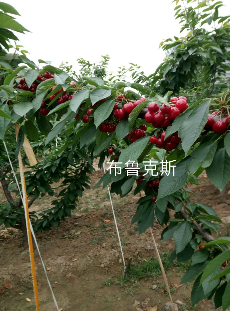 布鲁克斯樱桃苗，果子大果皮浓红底色淡黄，包种植技术指导