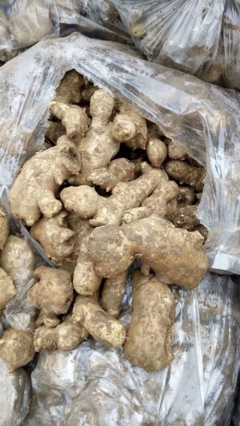 大量姜母供应好的一般的差的都有可以挑选加工