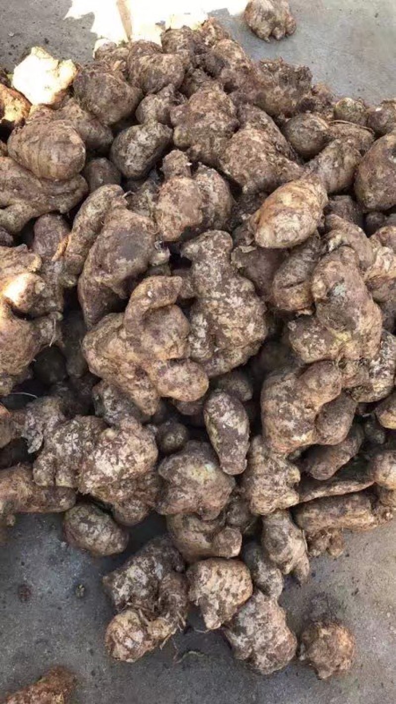 大量姜母供应好的一般的差的都有可以挑选加工