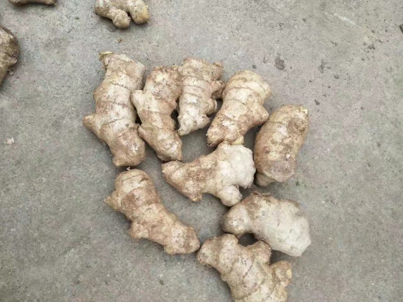 大量姜母供应好的一般的差的都有可以挑选加工
