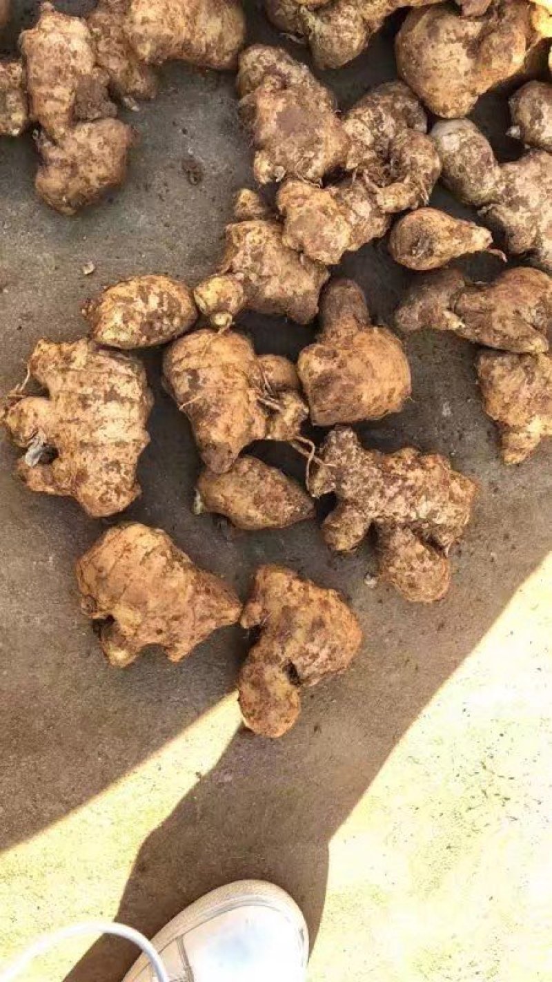 大量姜母供应好的一般的差的都有可以挑选加工