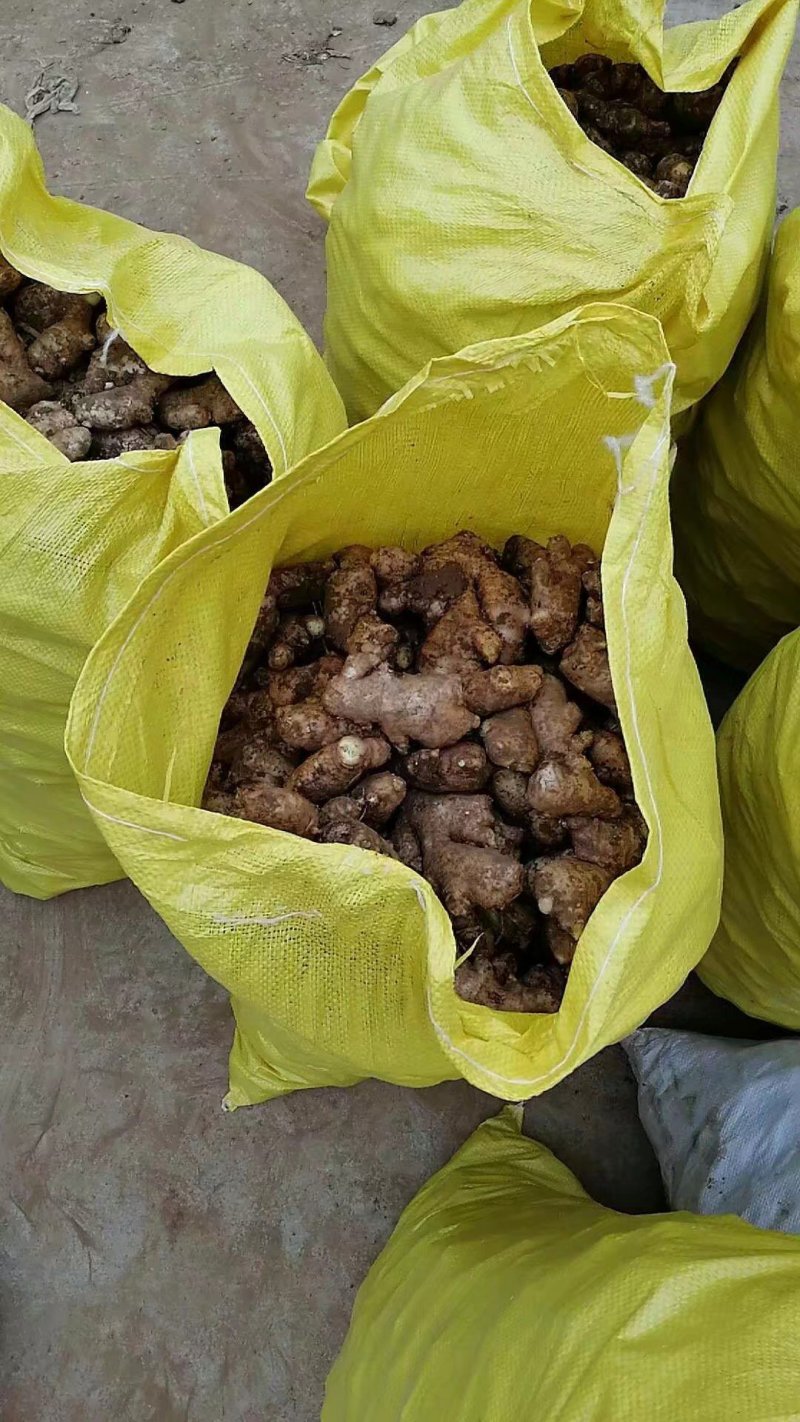 大量姜母供应好的一般的差的都有可以挑选加工