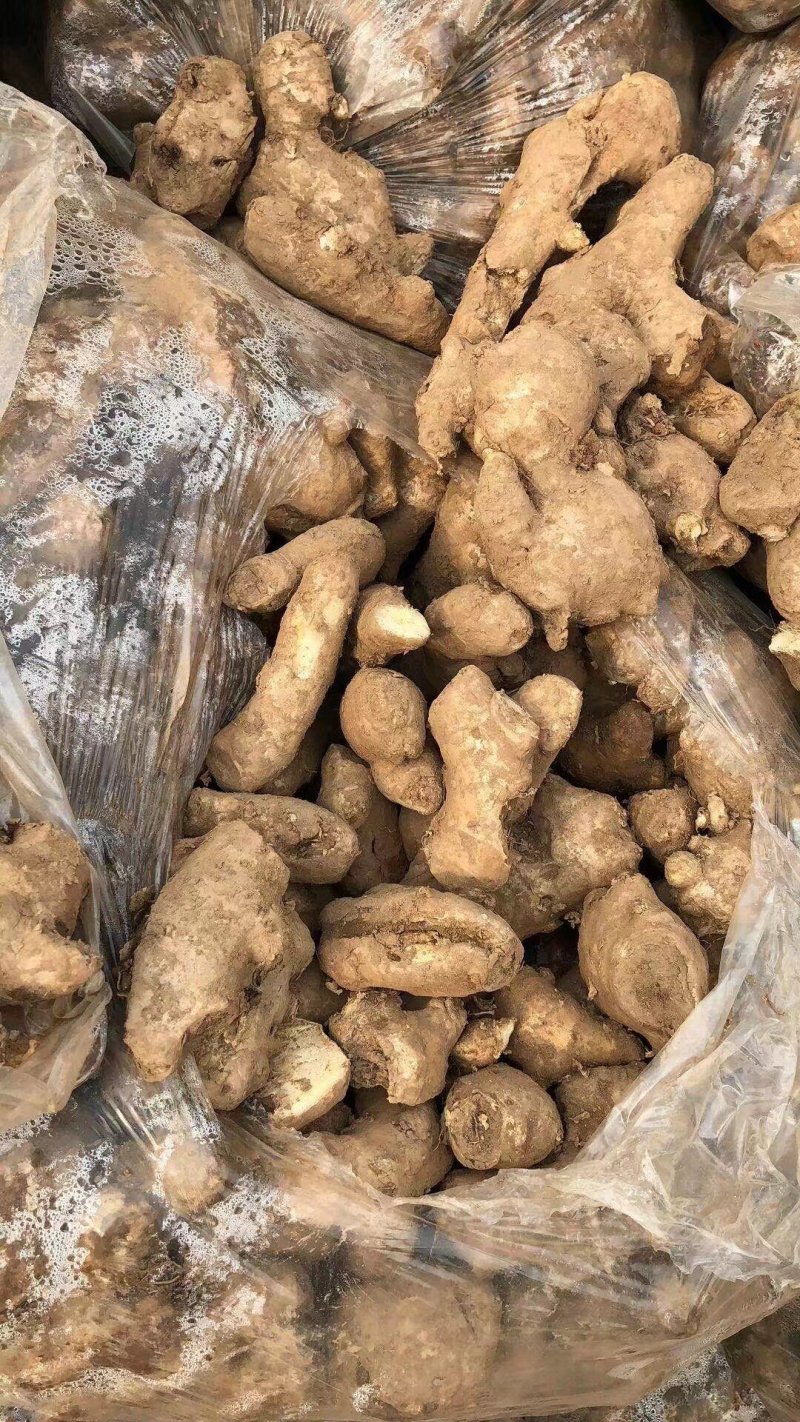 大量姜母供应好的一般的差的都有可以挑选加工