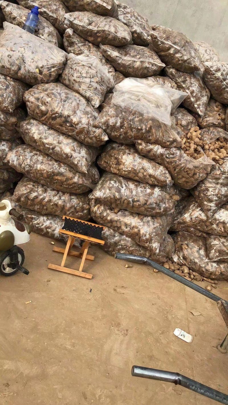 大量姜母供应好的一般的差的都有可以挑选加工