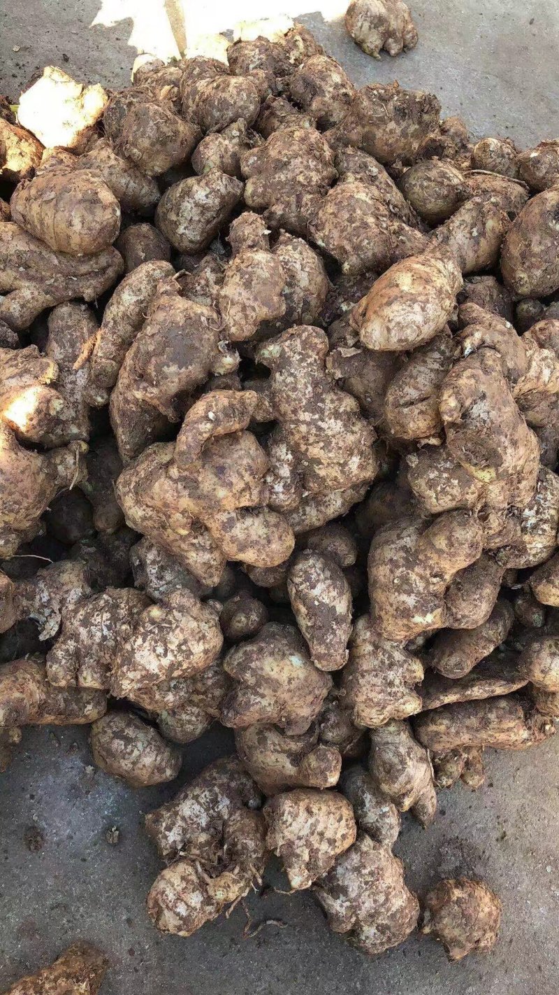 大量姜母供应好的一般的差的都有可以挑选加工