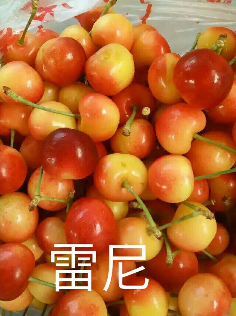 矮化大樱桃苗俄罗斯八号，美早，沙王辉煌，品种多多