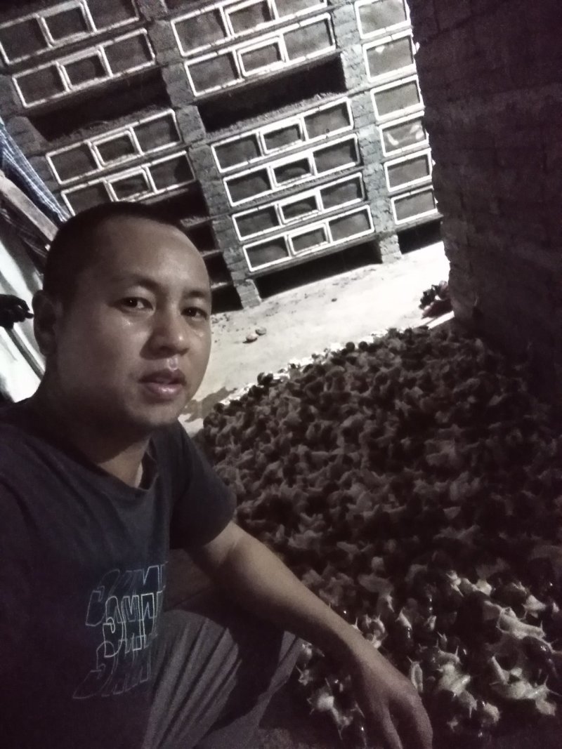 鲜活白玉蜗牛(农家自养)