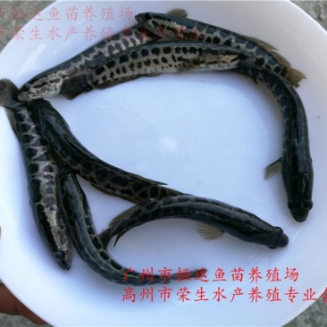 杂交黑鱼鱼苗大小规格