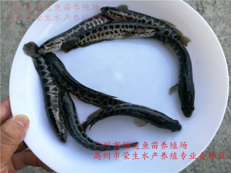 杂交黑鱼鱼苗大小规格