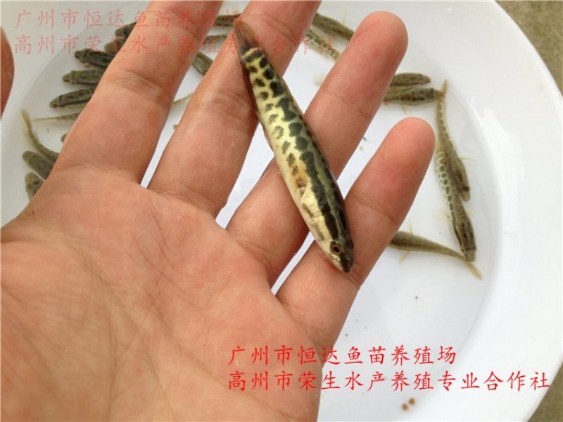 杂交黑鱼鱼苗大小规格