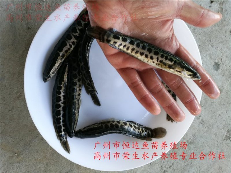 杂交黑鱼鱼苗大小规格