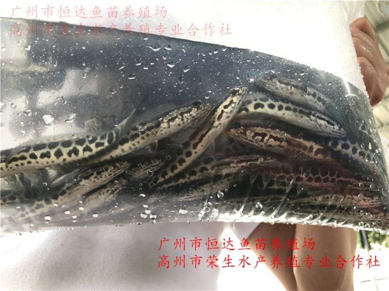 杂交黑鱼鱼苗大小规格