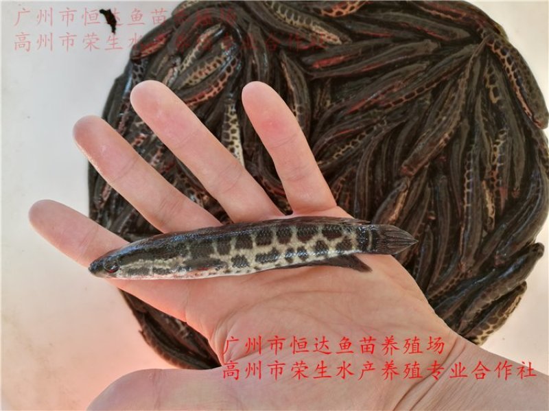 杂交黑鱼鱼苗大小规格