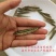 杂交黑鱼鱼苗大小规格