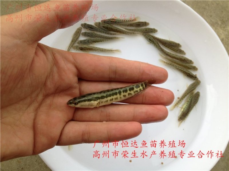 杂交黑鱼鱼苗大小规格