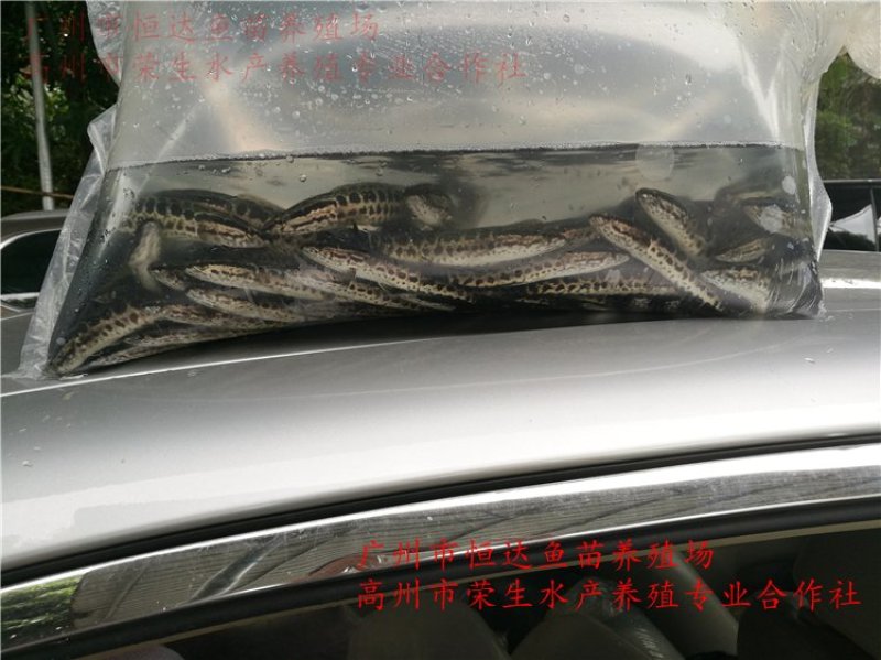 杂交黑鱼鱼苗大小规格