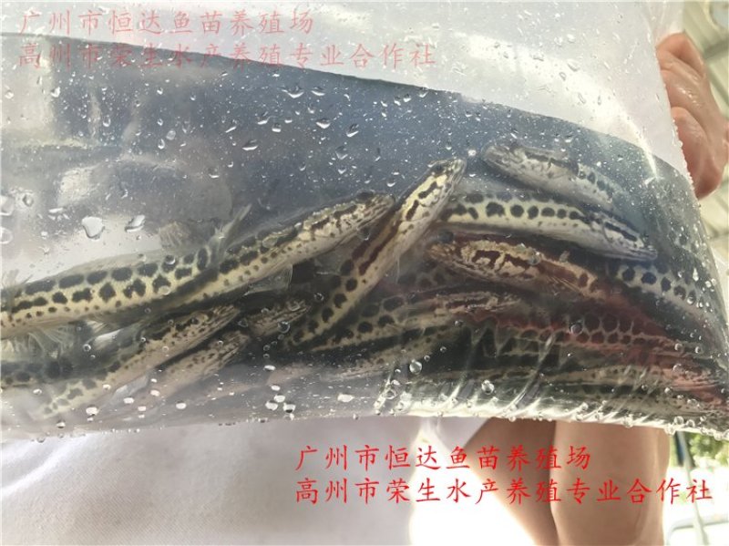 杂交黑鱼鱼苗大小规格