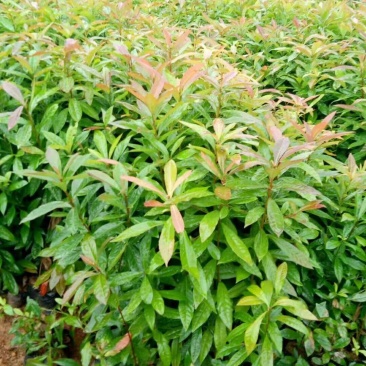 当年木荷小苗,3公分木荷