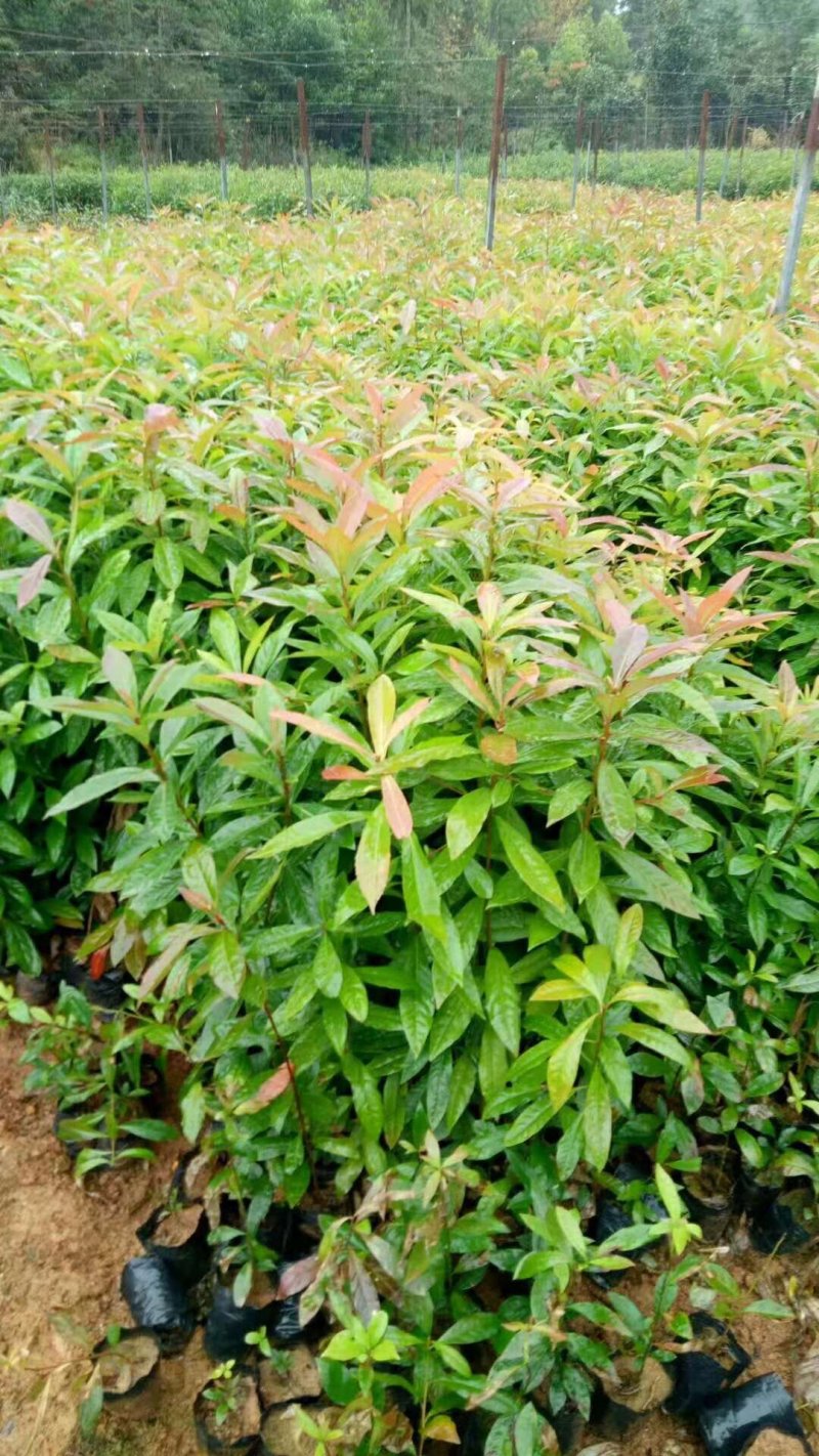 当年木荷小苗，3公分木荷