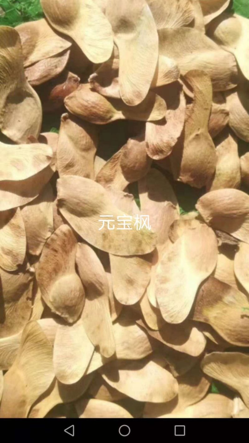 乌桕种子批发供应乌桕种子乌桕种子大量供应