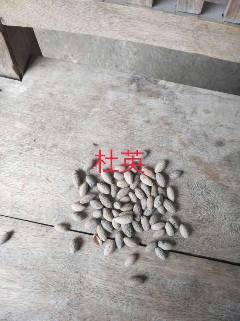 乌桕种子批发供应乌桕种子乌桕种子大量供应