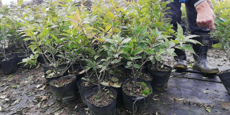 各种规格北美冬青占地树1到时间大树