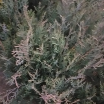 侧百苗，用来嫁接龙柏钻木，能当绿化苗用，嫁接的龙柏绿化树