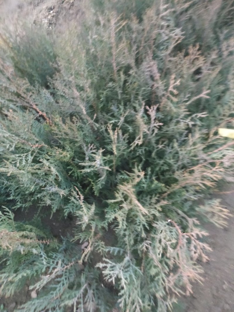侧百苗，用来嫁接龙柏钻木，能当绿化苗用，嫁接的龙柏绿化树