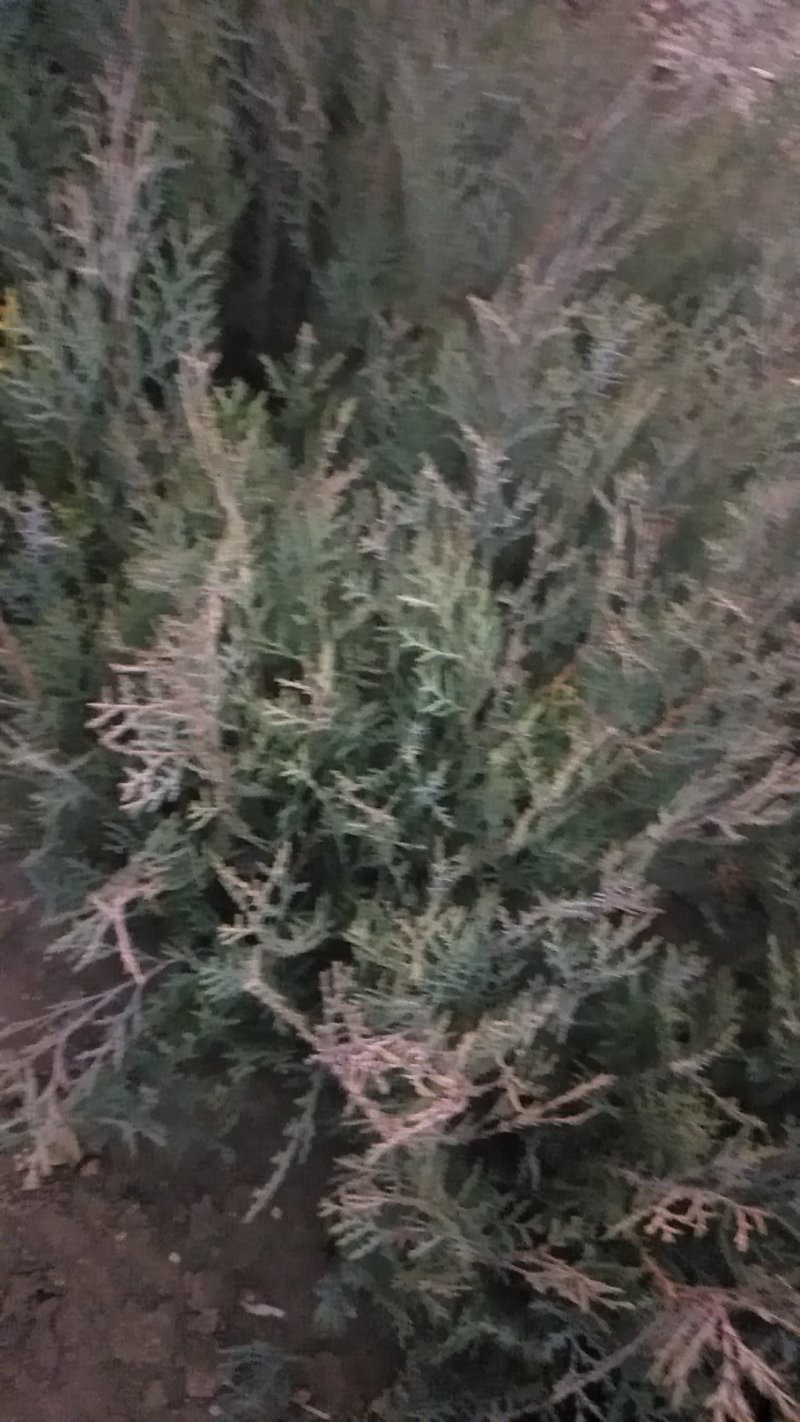 侧百苗，用来嫁接龙柏钻木，能当绿化苗用，嫁接的龙柏绿化树