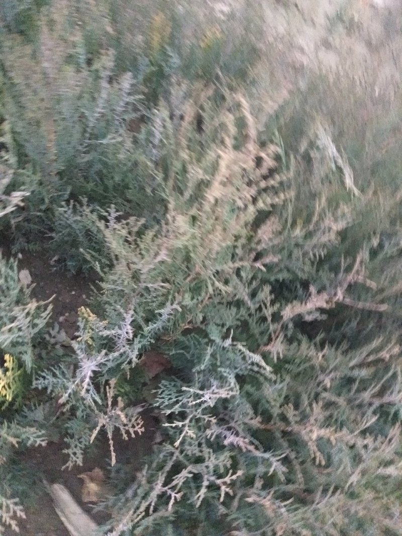 侧百苗，用来嫁接龙柏钻木，能当绿化苗用，嫁接的龙柏绿化树