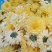 黄山贡菊