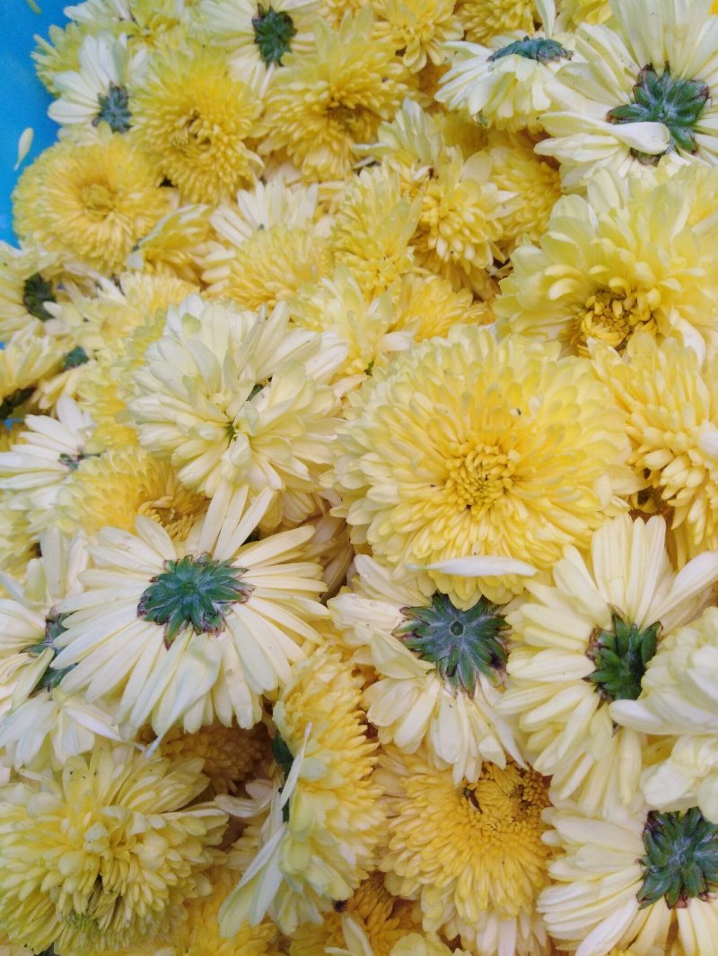 黄山贡菊