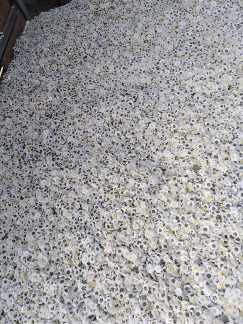 黄山贡菊