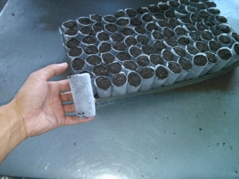 塑料营养杯育苗杯营养钵大小规格齐全育苗袋营养袋