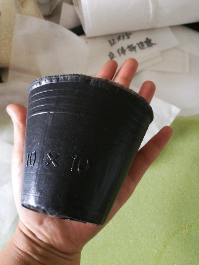 塑料营养杯育苗杯营养钵大小规格齐全育苗袋营养袋