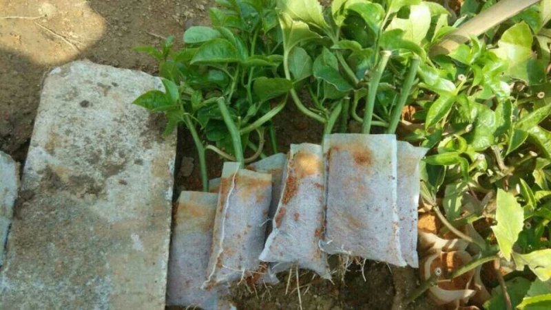 塑料营养杯育苗杯营养钵大小规格齐全育苗袋营养袋