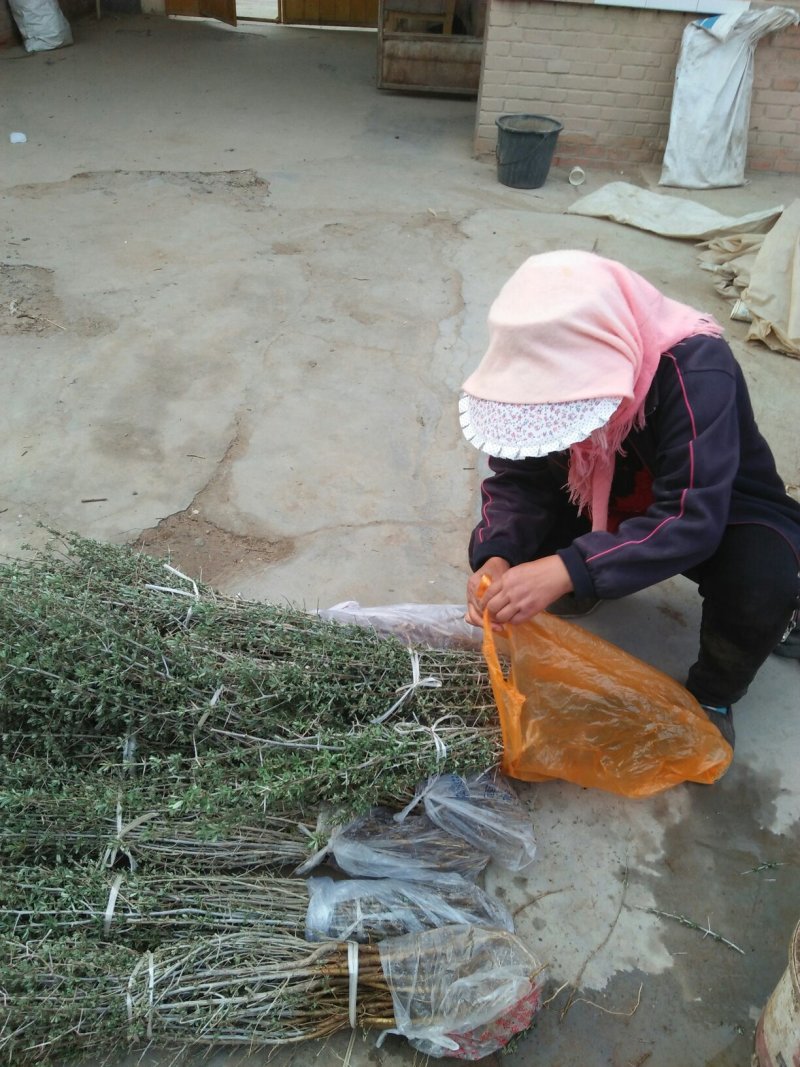 沙棘苗，深秋红大果自家种植自家出售，实地看货量大从优