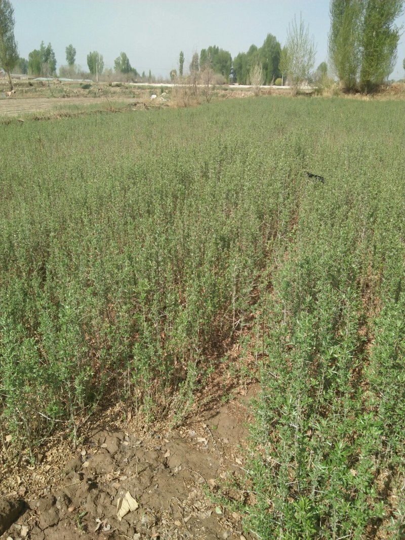 沙棘苗，深秋红大果自家种植自家出售，实地看货量大从优