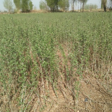 沙棘苗，深秋红大果自家种植自家出售，实地看货量大从优