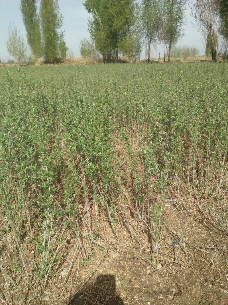 沙棘苗，深秋红大果自家种植自家出售，实地看货量大从优